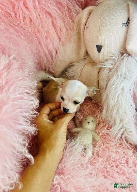Chihuahua dogs for sale: Chihuahua 1 - Ad 2