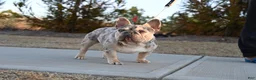 French Bulldog dogs for sale: French Bulldog Puppy 4 - Ad 3