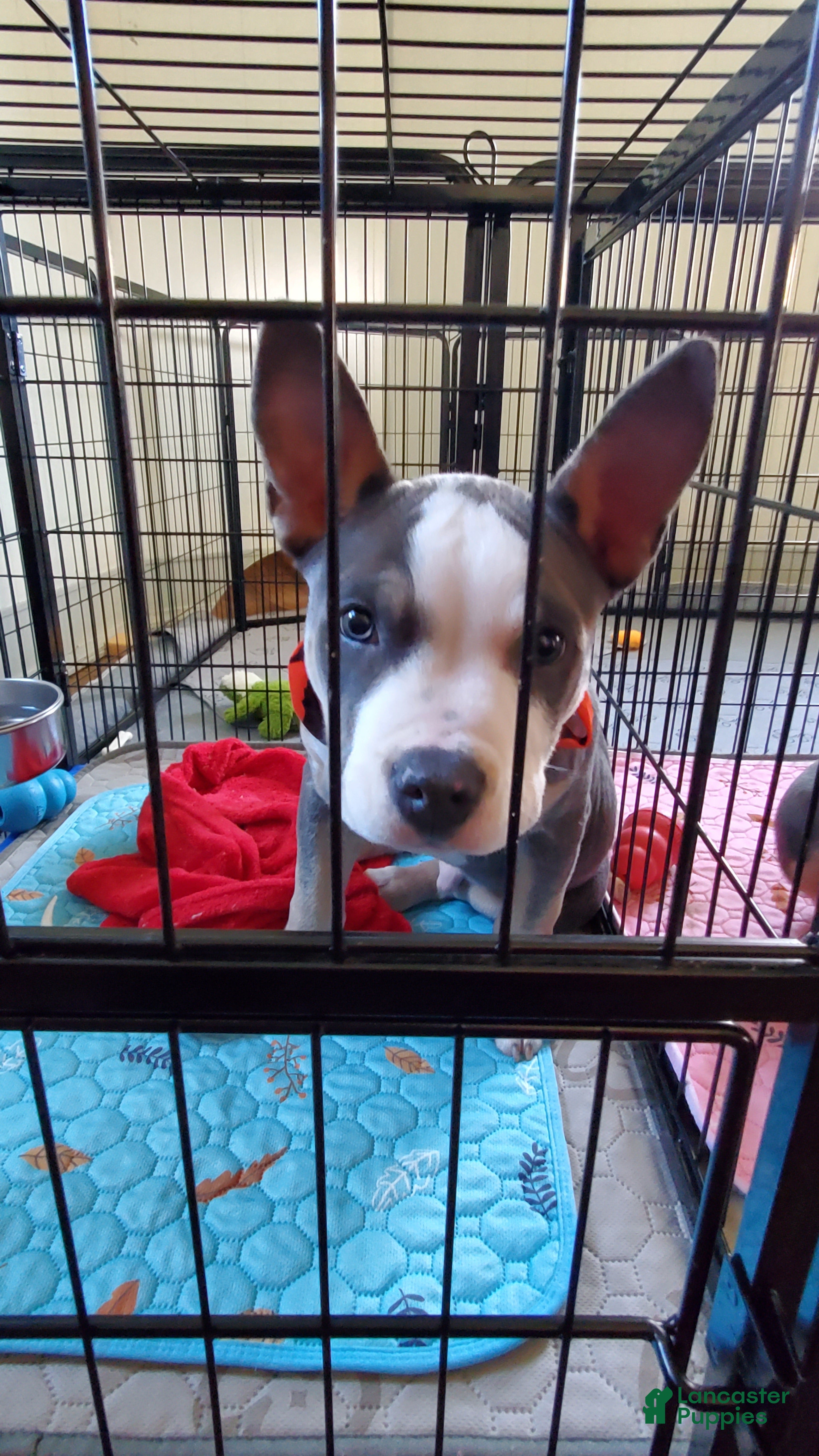 American Bully dogs for sale: American Bully 3 - Ad 2