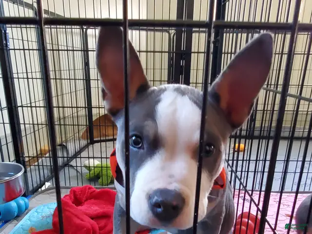 American Bully dogs for sale: American Bully 3 - Ad 2