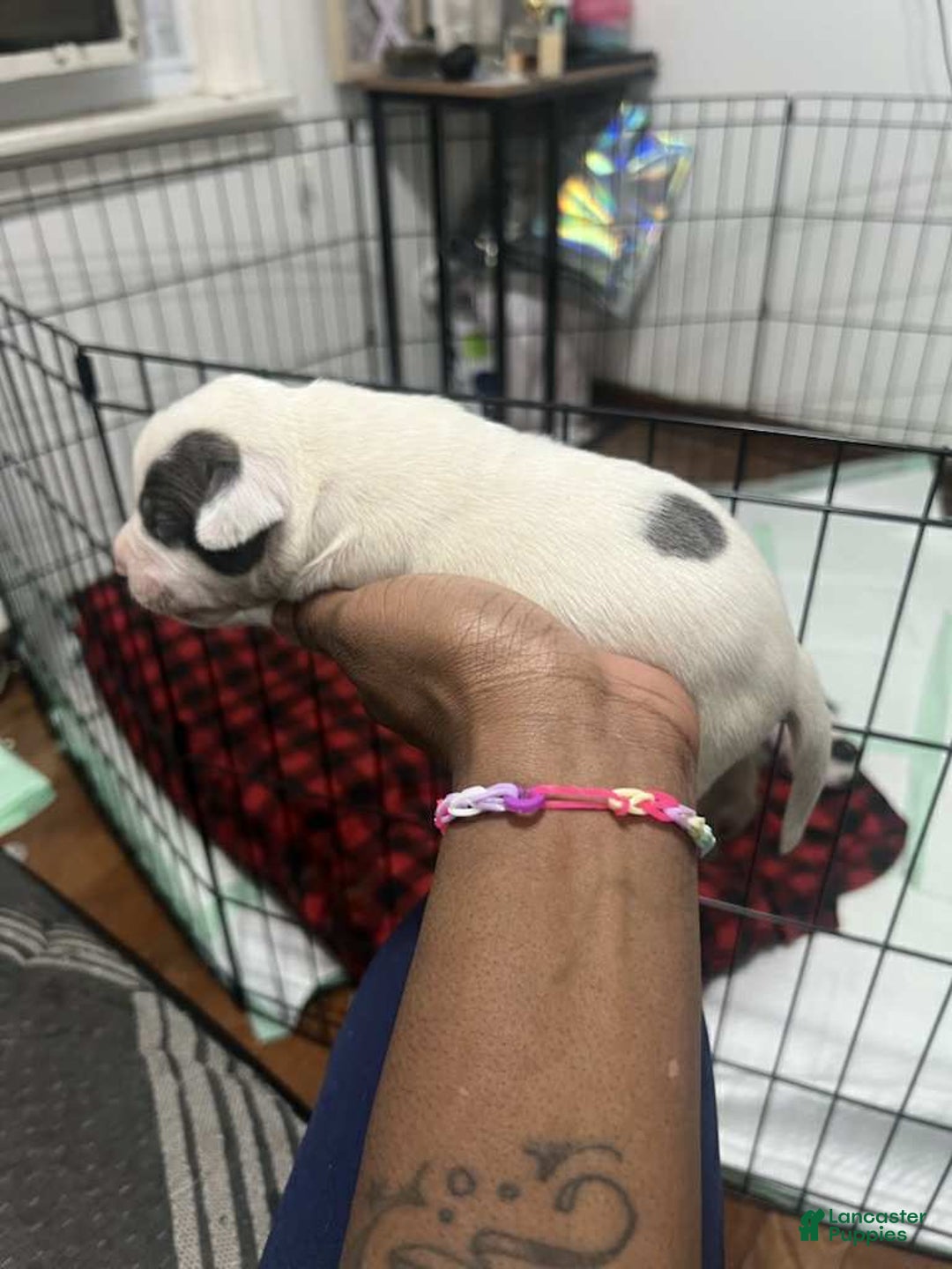 American Bully dogs for sale: Eyes - Ad 3