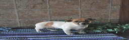 Jack Russell Terrier dogs for sale: Aurora - Ad 4