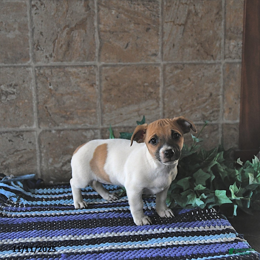 Jack Russell Terrier dogs for sale: Aurora - Ad 4