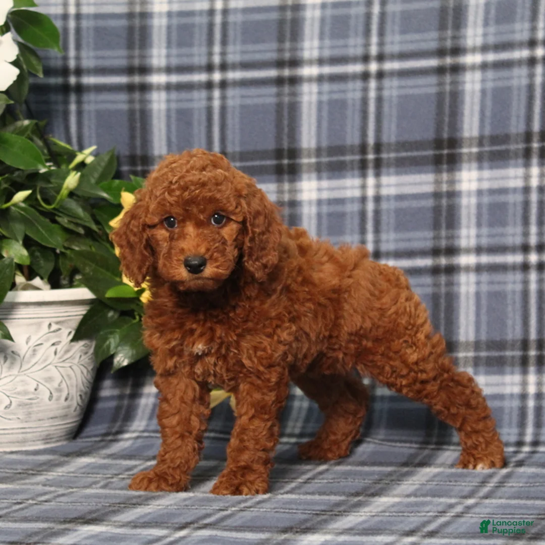 Miniature Poodle dogs for sale: Nelly - Ad 2
