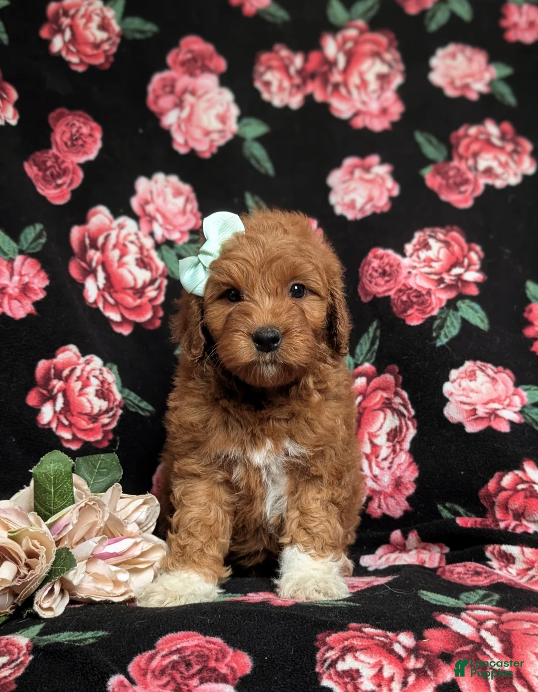 Goldendoodle dogs for sale: Isabel Hypoallergenic - Ad 2