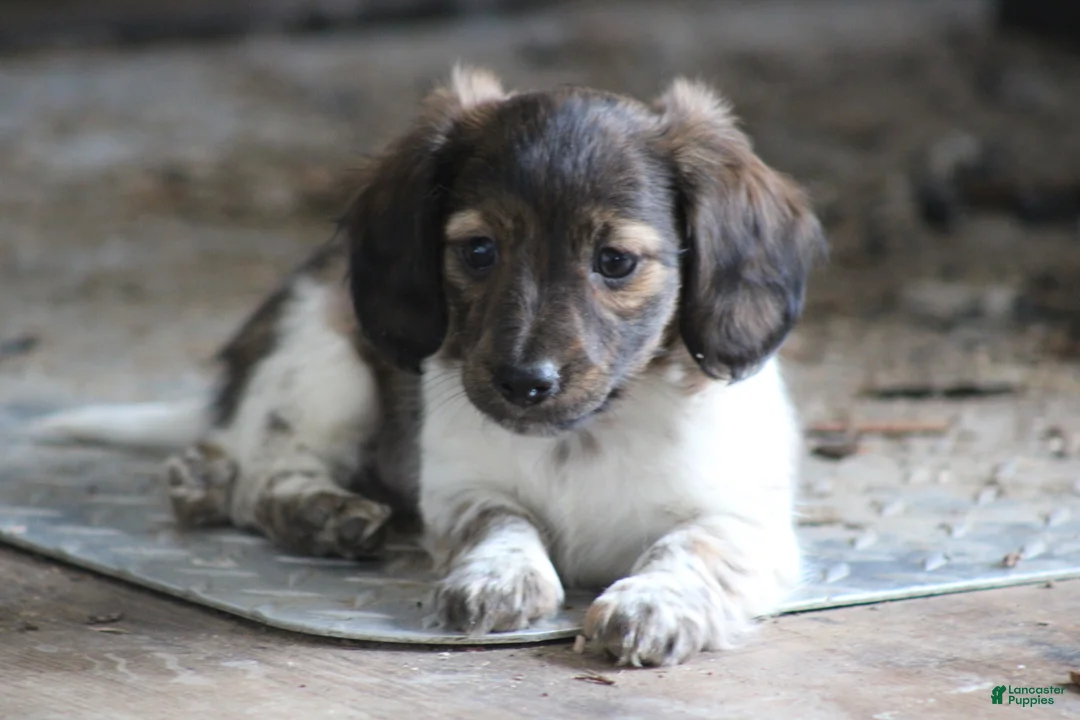 Miniature Dachshund dogs for sale: Bonita - Ad 5