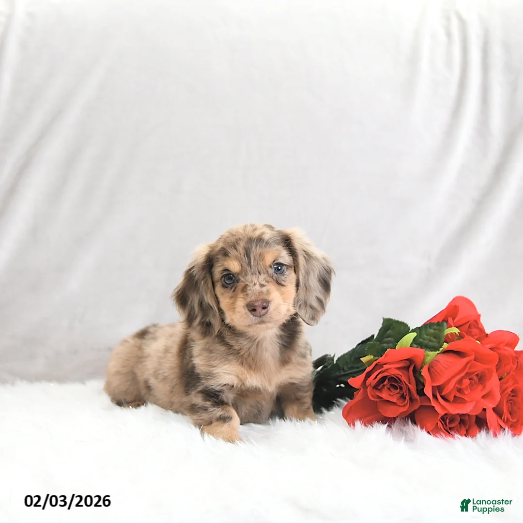 Miniature Dachshund dogs for sale: Parker - Ad 1