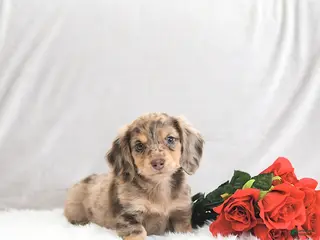 Miniature Dachshund dogs Parker - Ad 20