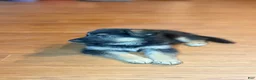 German Shepherd dogs for sale: German Shepherd 2 - Ad 3