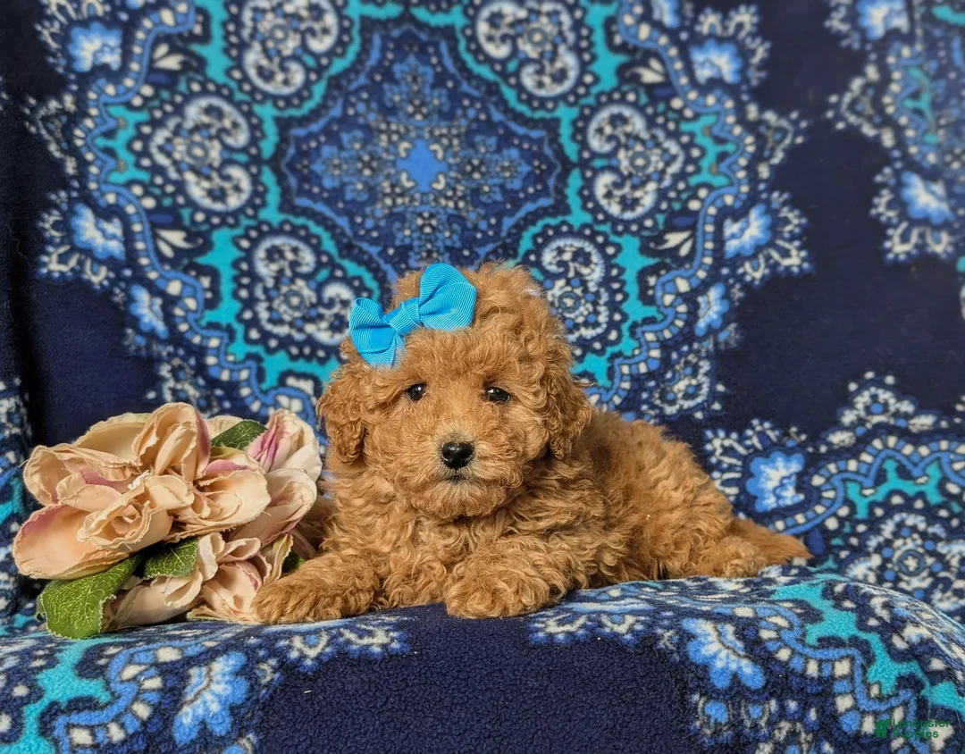 Toy Poodle dogs for sale: Ilyse 8 lbs Full Grown - Ad 6