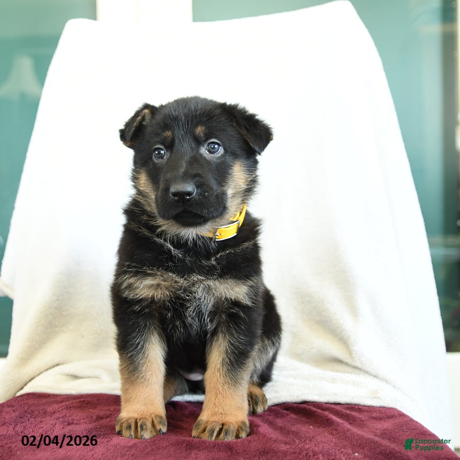 German Shepherd dogs Apple - Ad 2