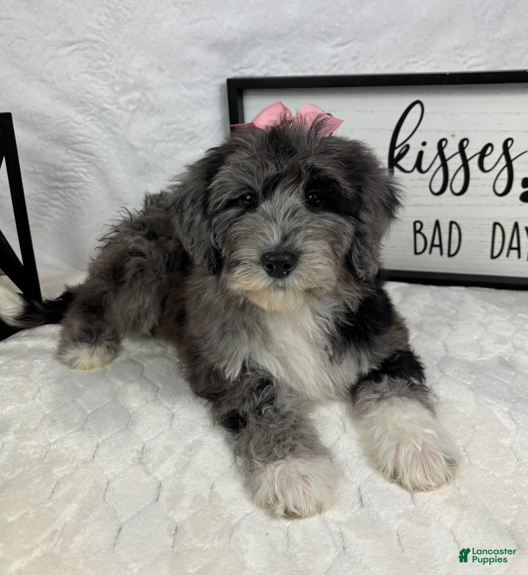Mini Bernedoodle dogs for sale: Phoebe - Ad 1