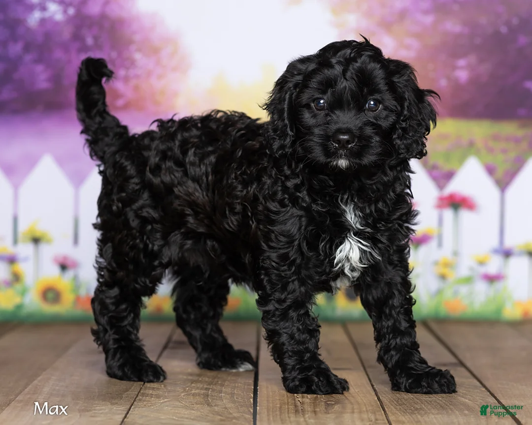 Cavapoo dogs for sale: Max - Ad 3