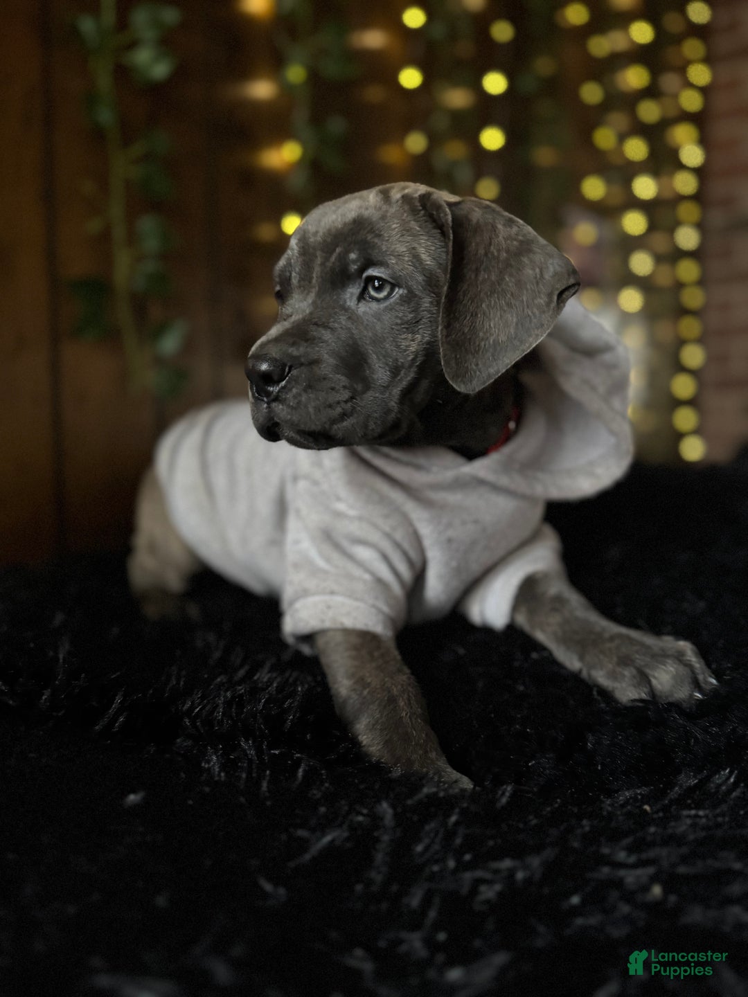 Cane Corso dogs for sale: Stormii - Ad 34