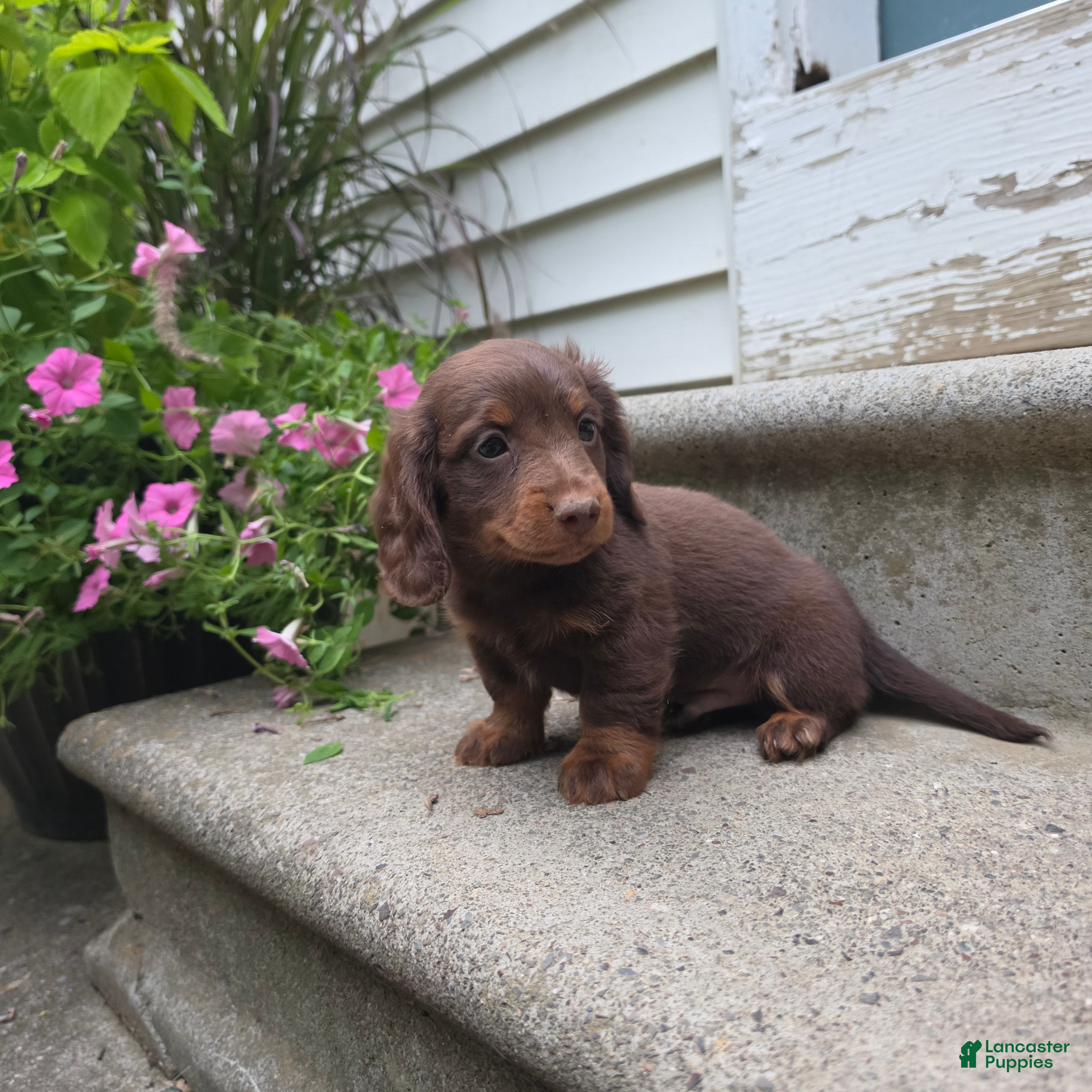 Miniature Dachshund dogs Scotch - Ad 2