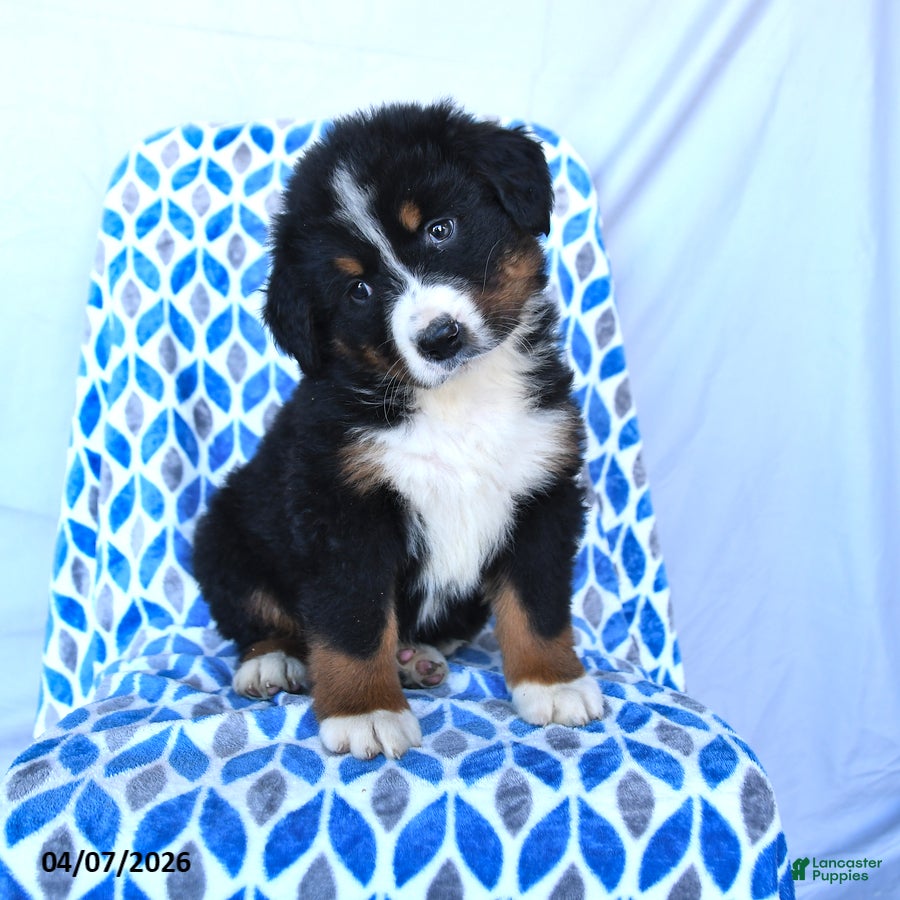 Bernese Mountain Dog dogs Jax - Ad 1
