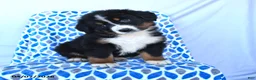 Bernese Mountain Dog dogs for sale: Jax - Ad 1