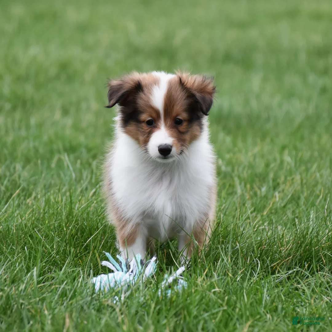 Shetland Sheepdog dogs for sale: Banks - Ad 1