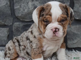 Mixed Breed dogs - Ad 5