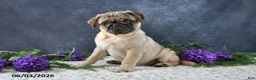 Pug dogs for sale: Greg - Ad 17