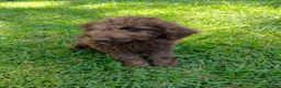 Labradoodle dogs for sale: Arno - Ad 3