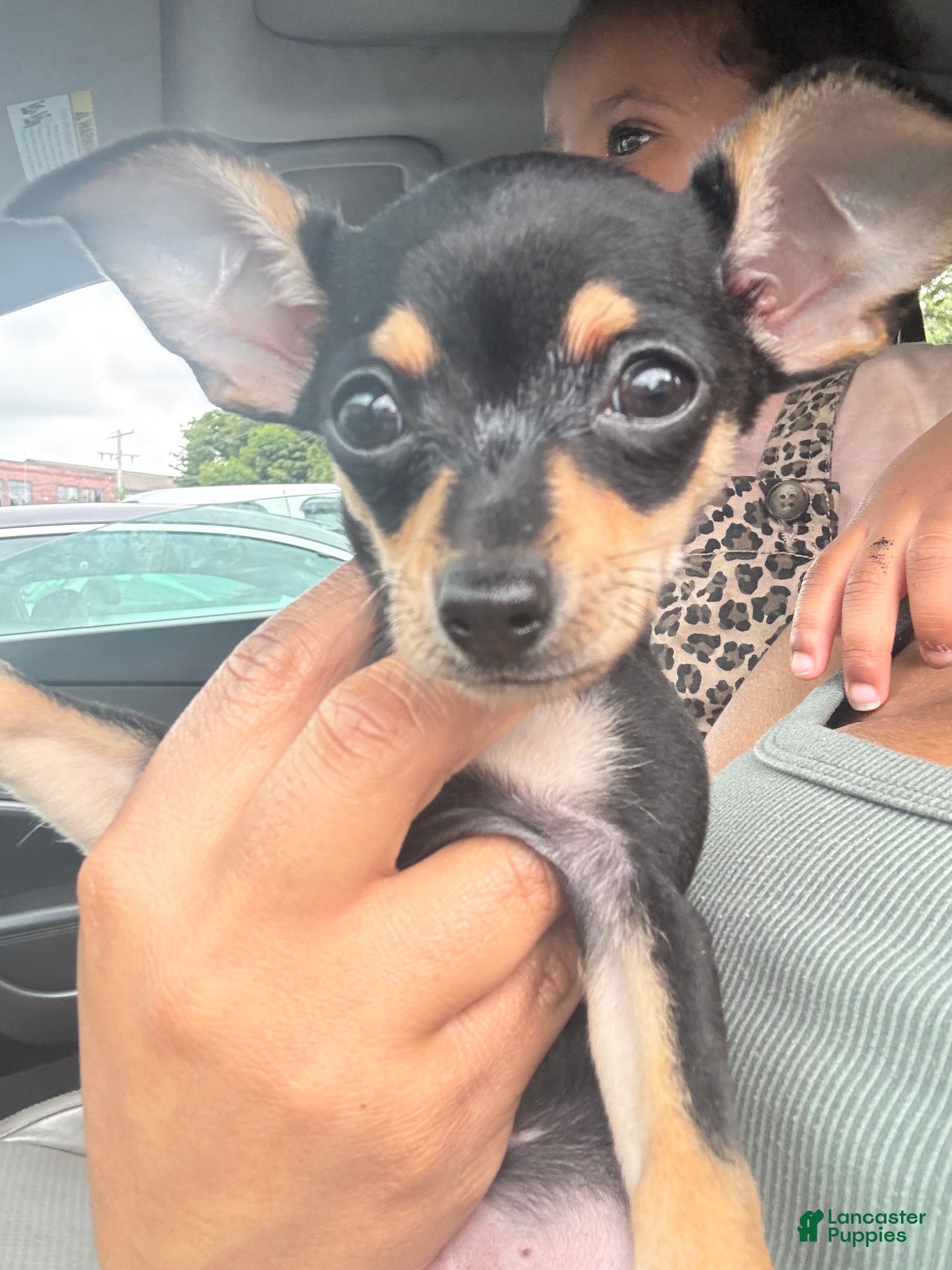Mixed Breed dogs Mixed Breed 1 - Ad 2