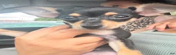 Mixed Breed dogs for sale: Mixed Breed 1 - Ad 2