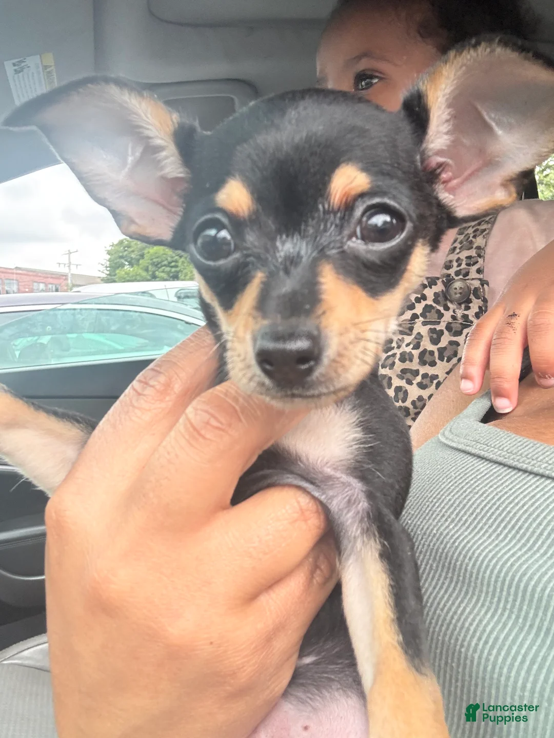 Mixed Breed dogs for sale: Mixed Breed 1 - Ad 2