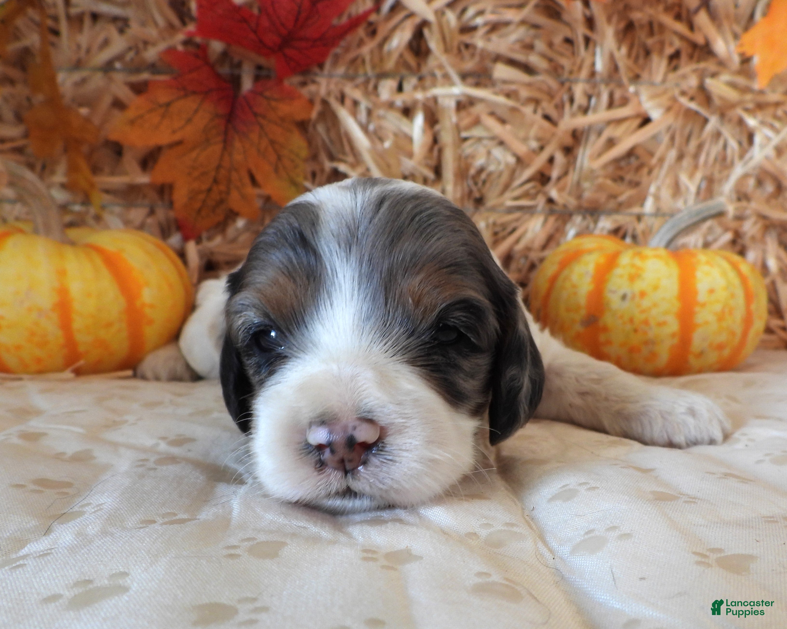 Cockapoo dogs #4 Female (Leslie's) - Ad 3