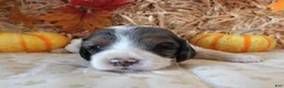 Cockapoo dogs for sale: #4 Female (Leslie's) - Ad 1