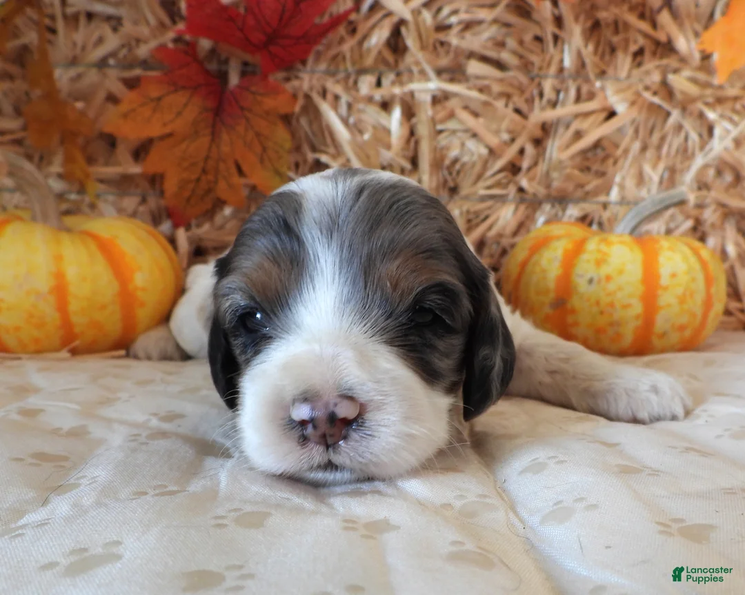 Cockapoo dogs for sale: #4 Female (Leslie's) - Ad 1