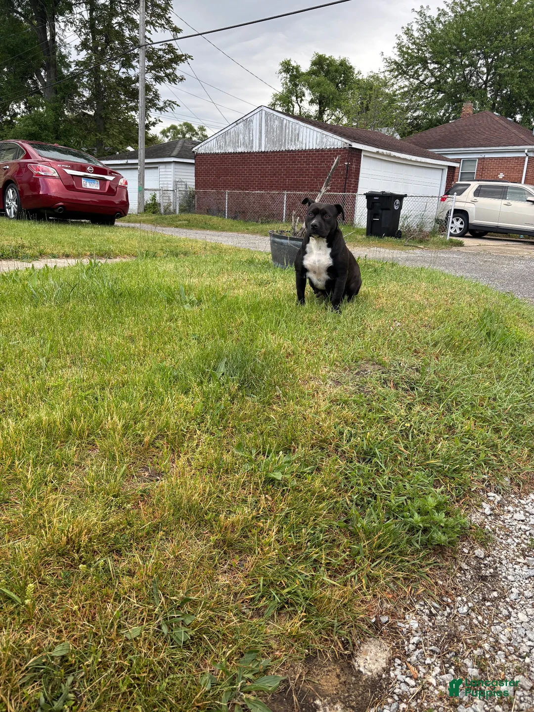 Mixed Breed dogs for sale: Mixed Breed 5 - Ad 4