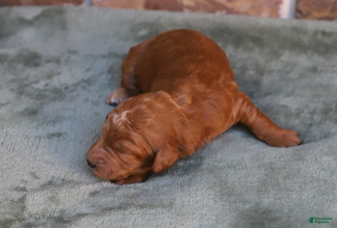 Goldendoodle dogs for sale: Lumi - Ad 2