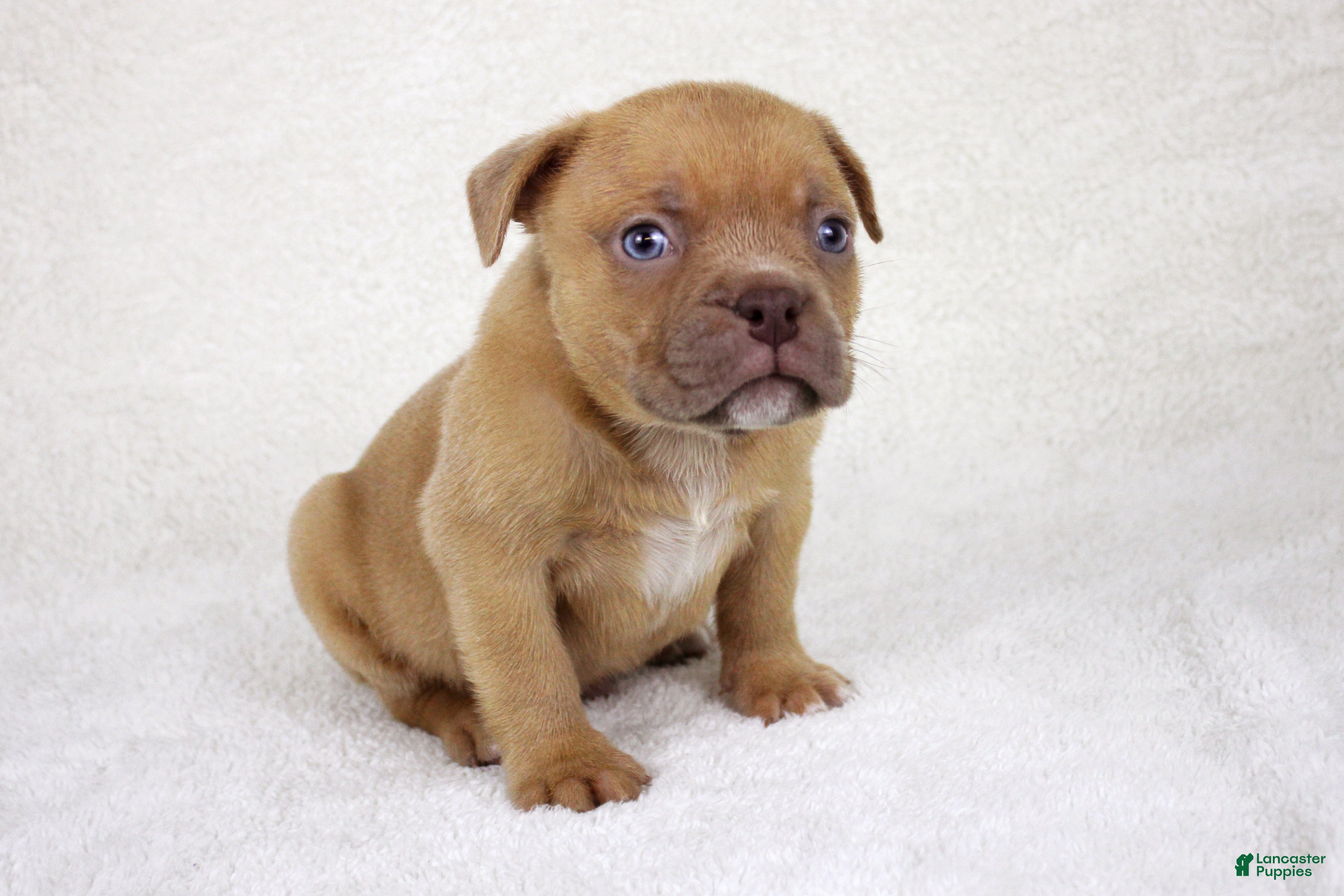 American Bully dogs Lilac Male - Ad 10