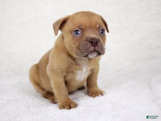 American Bully dogs Lilac Male - Ad 11