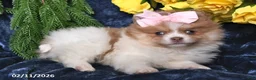 Pomeranian dogs for sale: Rose - Ad 4