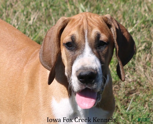 Great Dane dogs Great Dane Puppy 4 - Ad 9