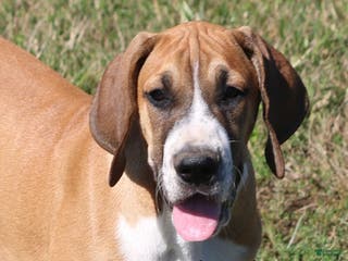 Great Dane dogs Great Dane Puppy 4 - Ad 1