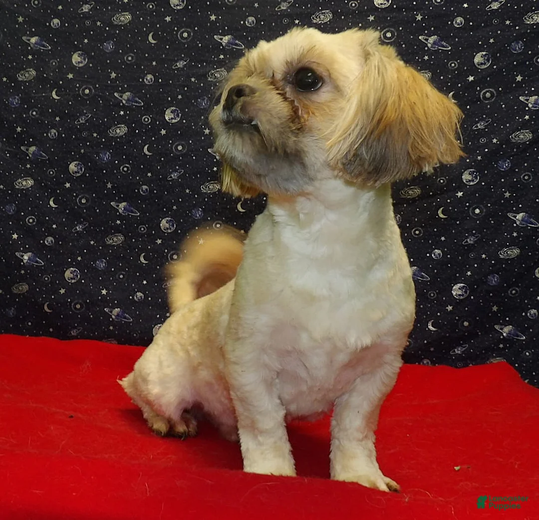 Teddy Bear dogs for sale: Theo - Ad 2