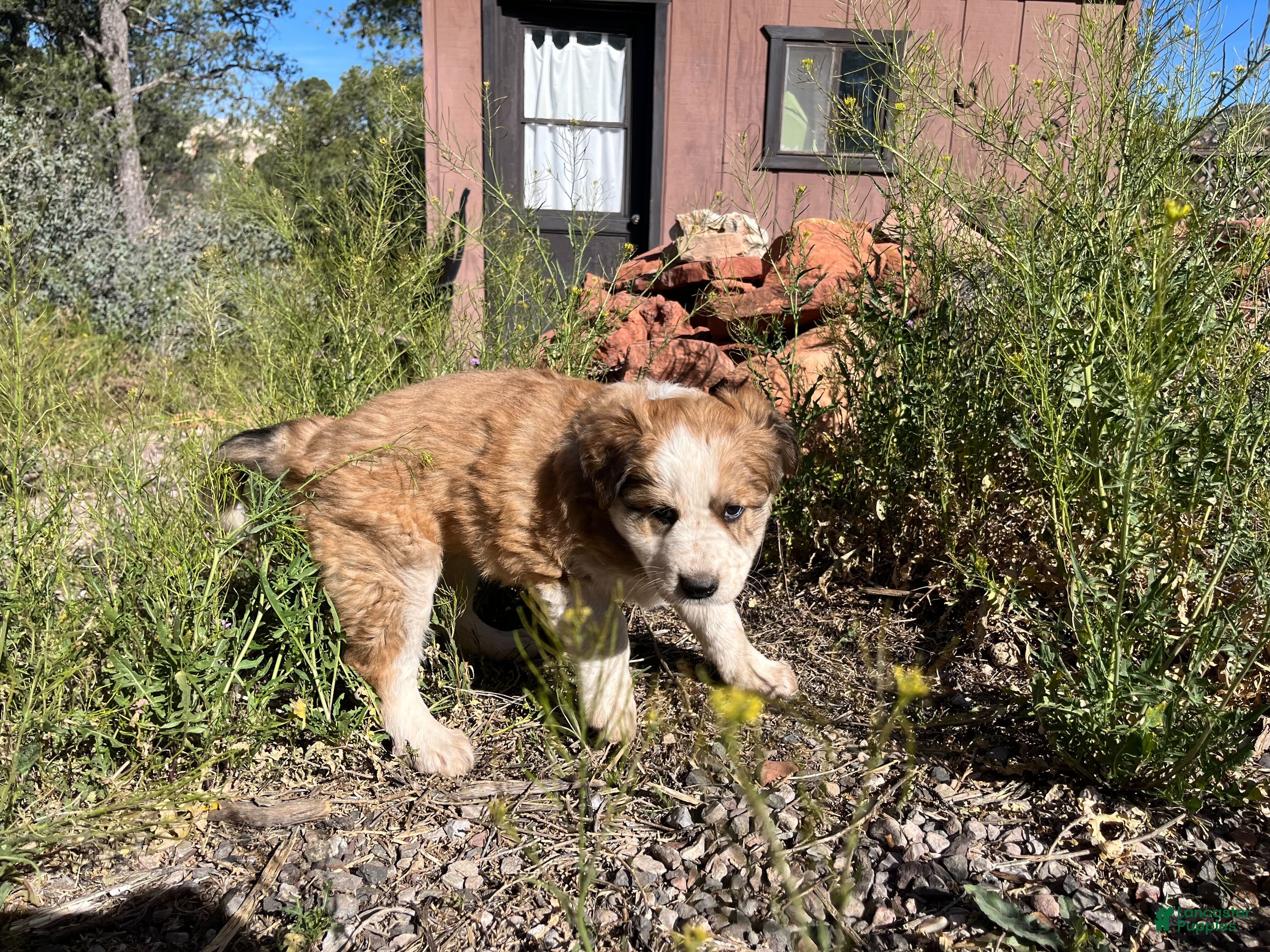Mixed Breed dogs Freckles - Ad 2