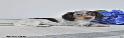 Miniature Dachshund dogs for sale: Fritz - Ad 2