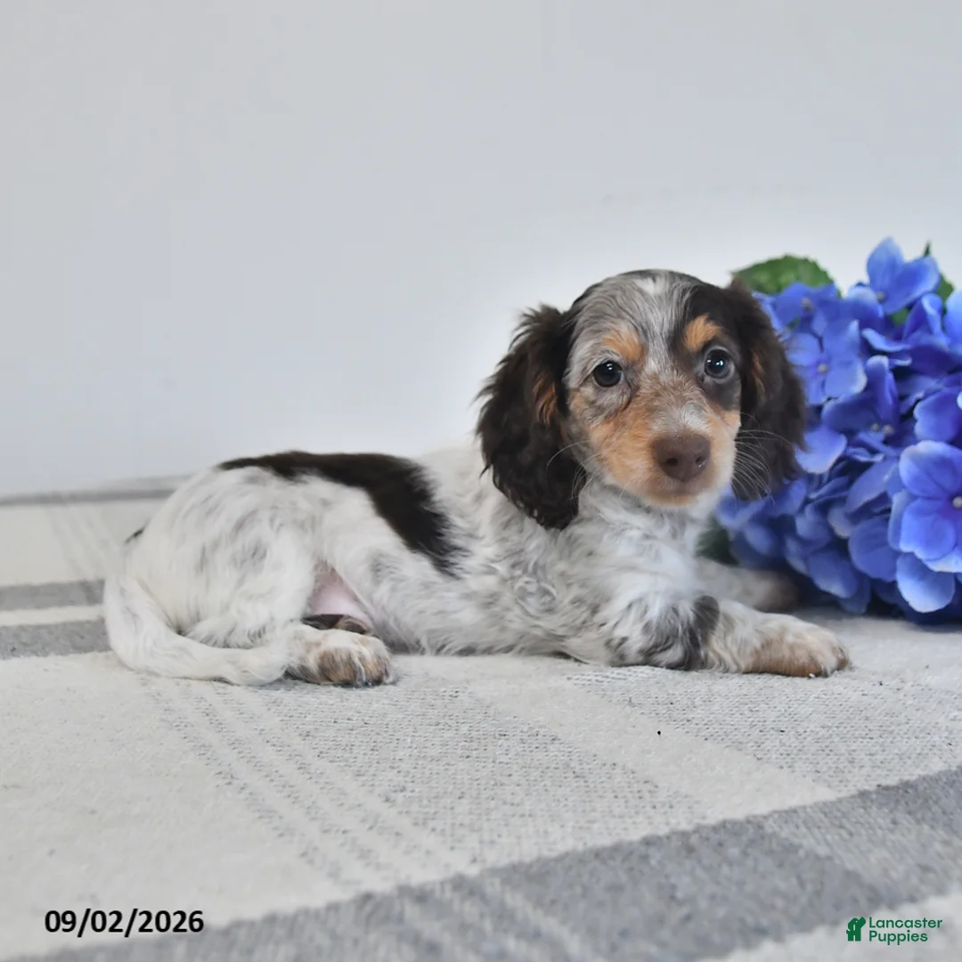 Miniature Dachshund dogs for sale: Fritz - Ad 2