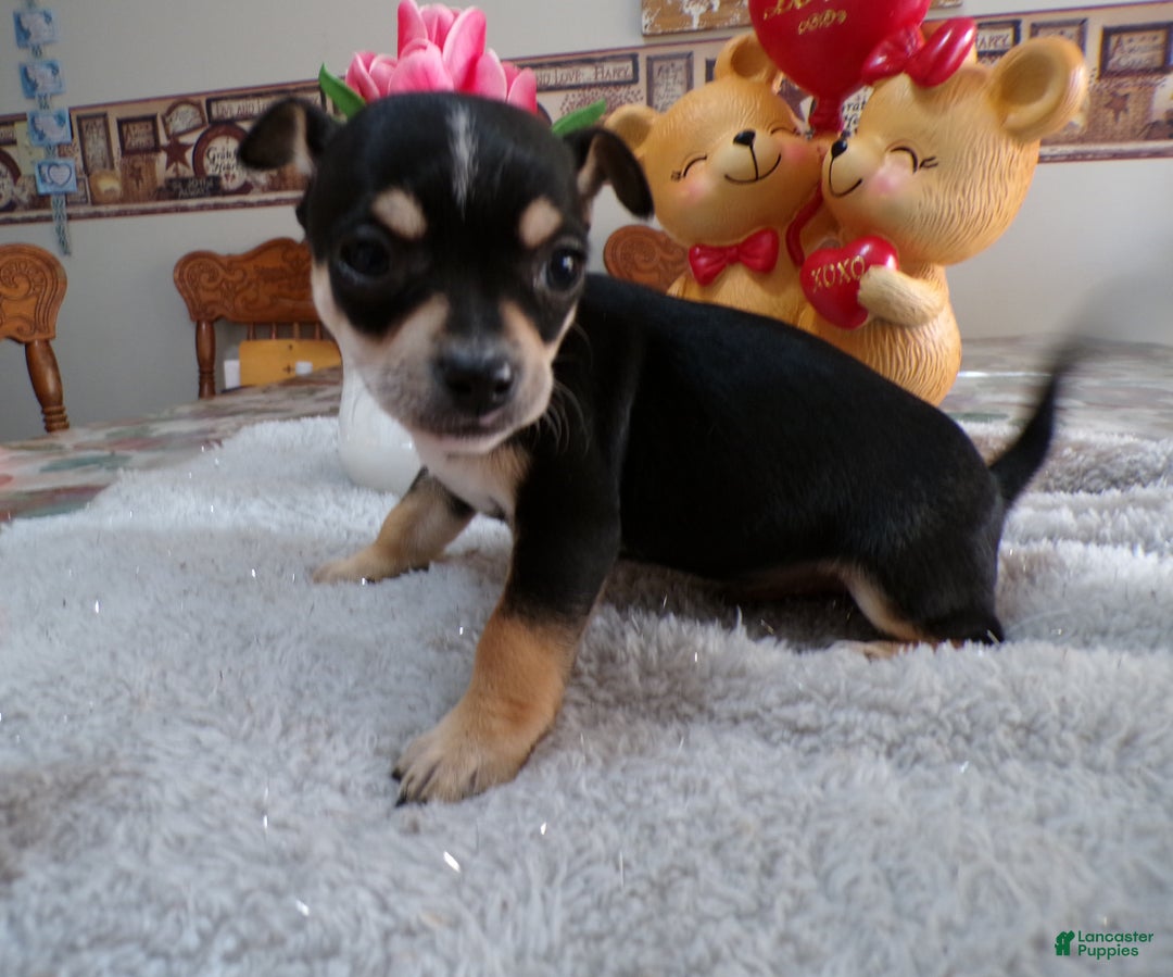 Chihuahua dogs for sale: Chihuahua Puppy 1 Bluey - Ad 2