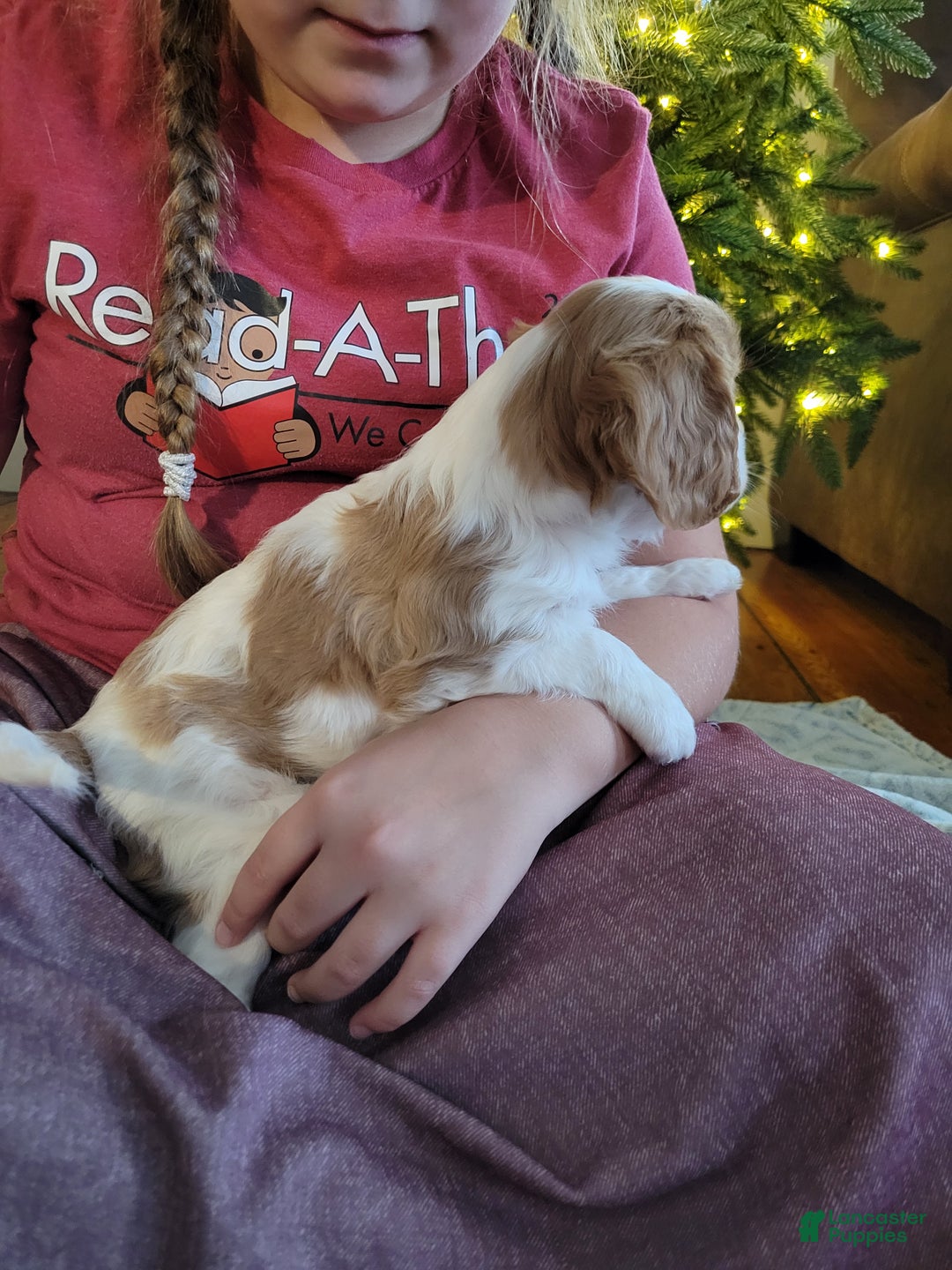 Cavalier King Charles Spaniel dogs for sale: Alex - Ad 3