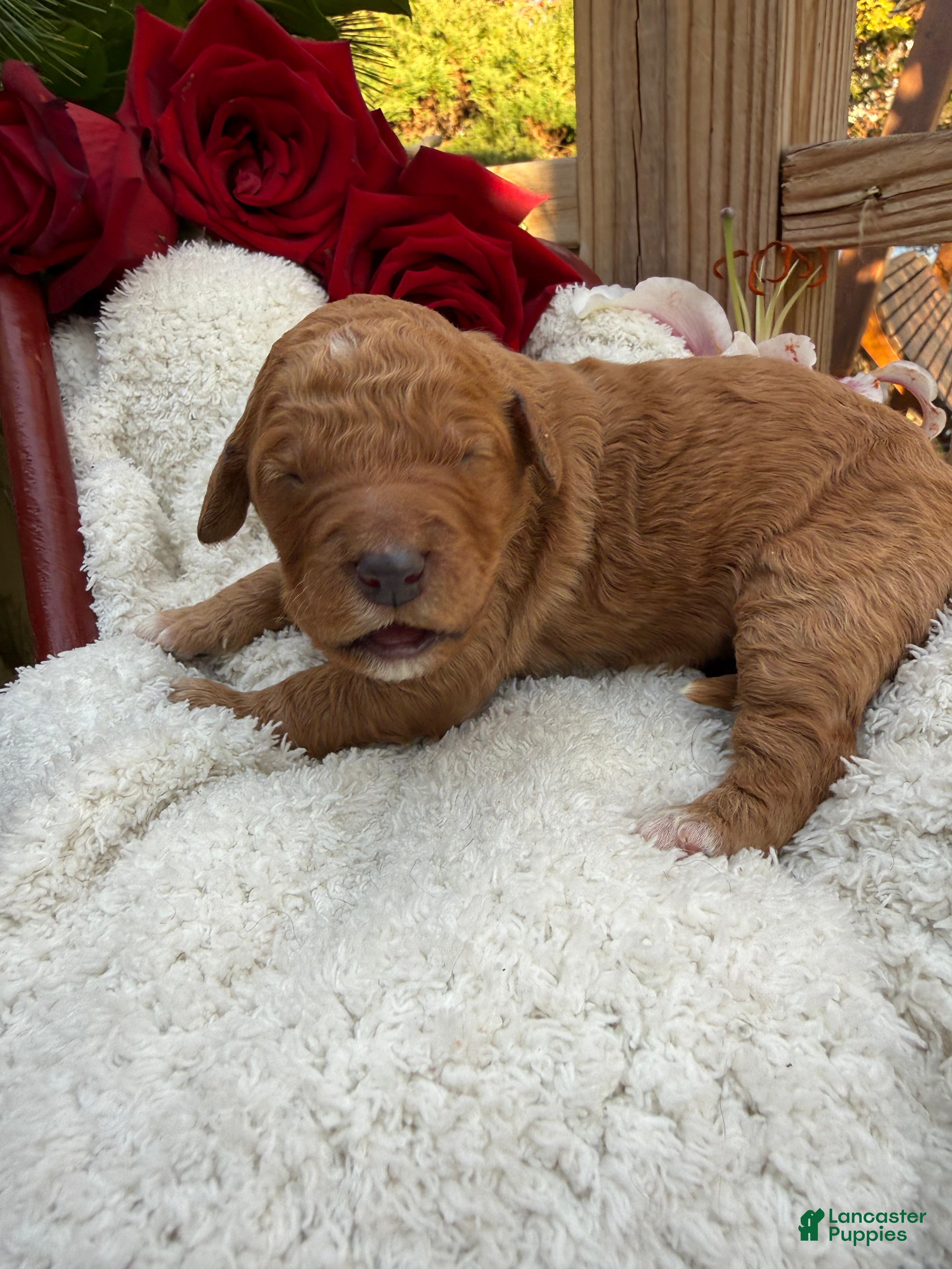 Goldendoodle dogs Caramel  - Ad 24