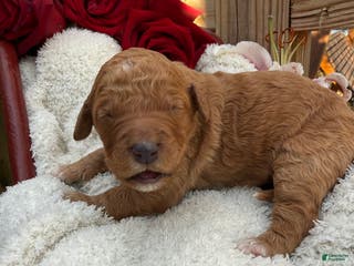 Goldendoodle dogs Caramel - Ad 28