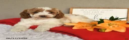 Mini Goldendoodle dogs for sale: Stella - Ad 3