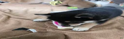 Shiba Inu dogs for sale: Shiba Inu 1 - Ad 9