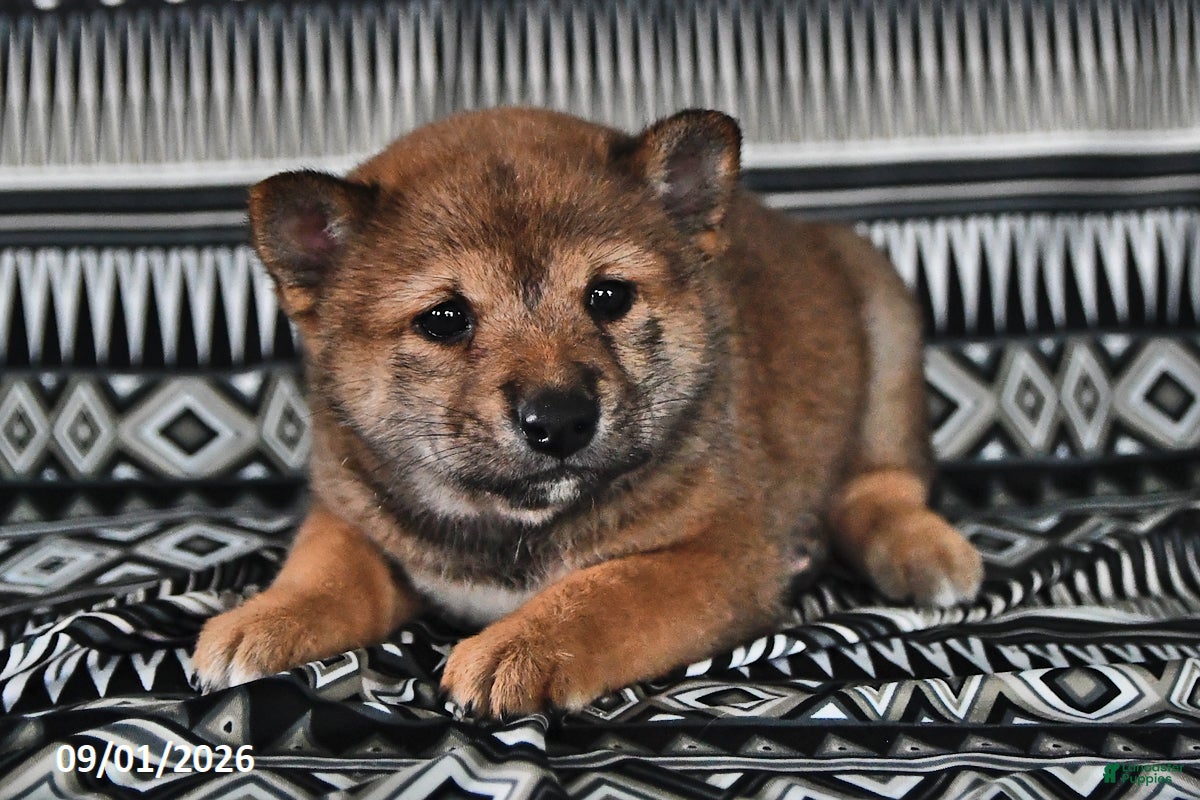 Shiba Inu dogs Korey - Ad 2