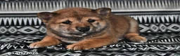 Shiba Inu dogs for sale: Korey - Ad 2